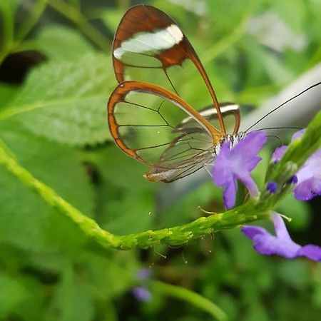 فيلا The Butterflies Wood House Reshafim المظهر الخارجي الصورة